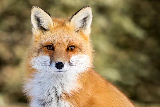 Fuchs mit aufmerksamen Blick