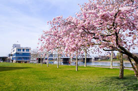 Blühender Kirschbaum am sonnigen Kanalufer