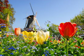 Windmühle die im Hintergrund eines Tulpenfeldes zu sehen ist.