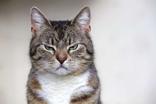 Eine schlecht gelaunte Katze