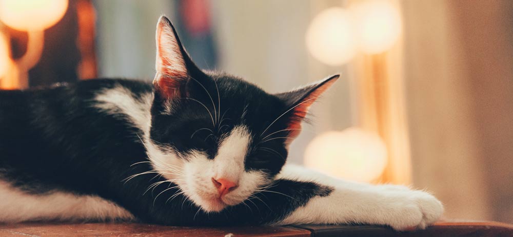 Schlafende Katze