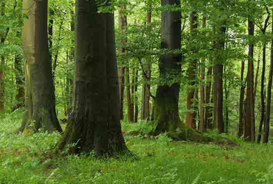 Im grünen Wald