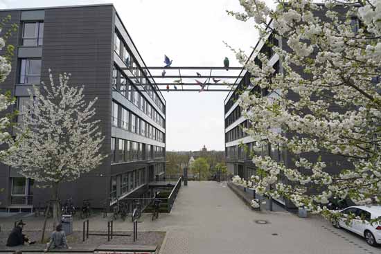 Studierend draußen im Feld
