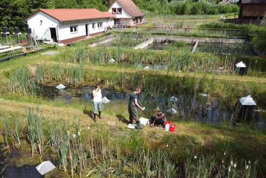 Studierend draußen im Feld