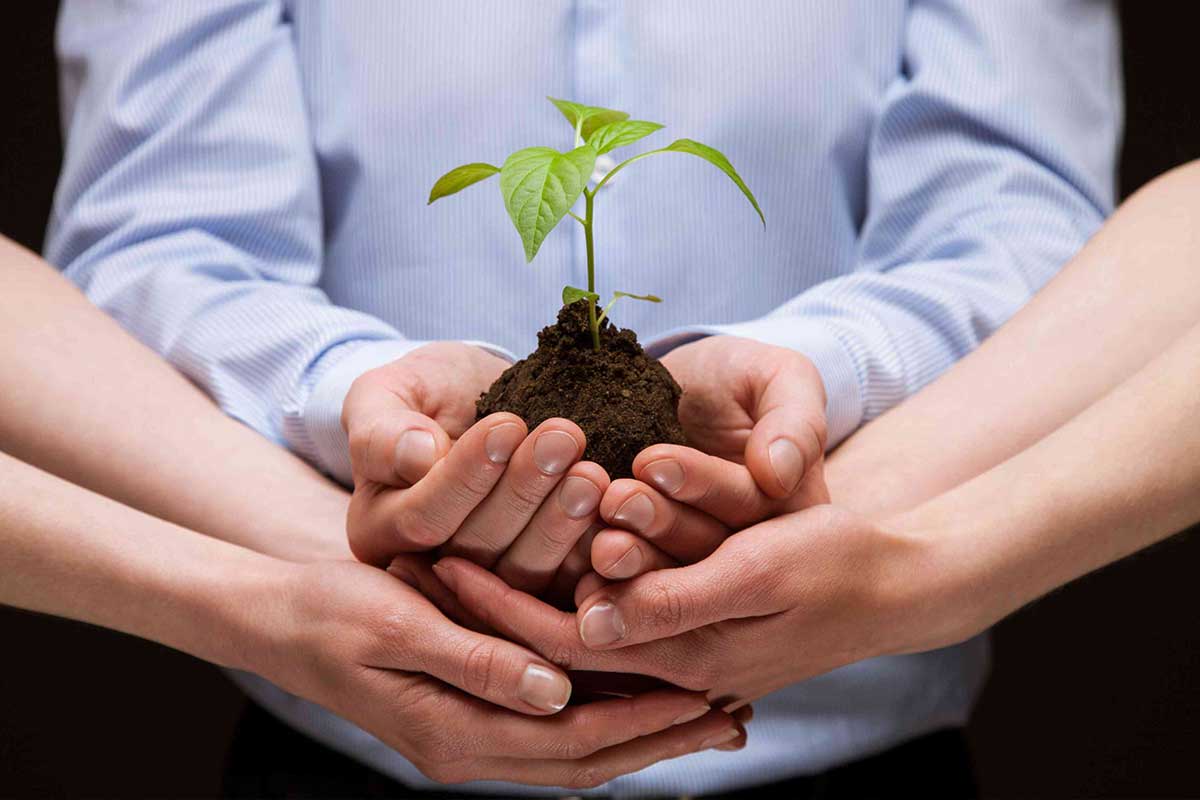 Hände halten Pflänzchen