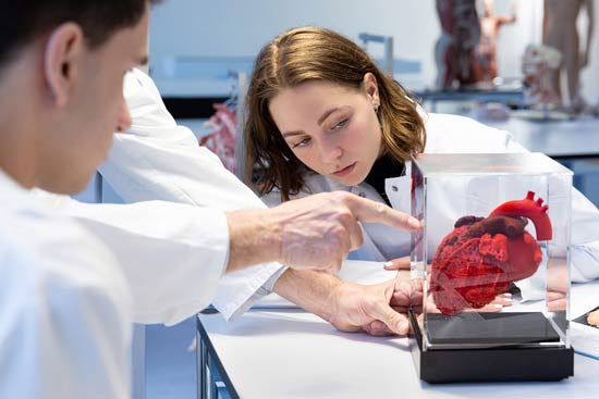 Studierende begutachtet ein Herz