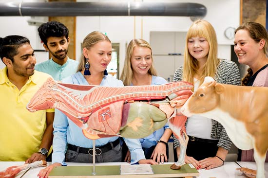 Studierende betrachten das anatomische Modell einer Kuh