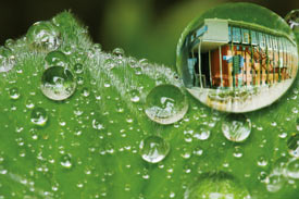 Nasses Blatt in der Vergrößerung, Spiegelung in einem vergrößerten Wassertropfen