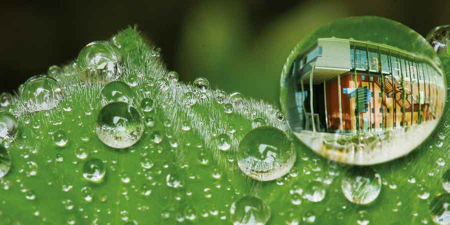 Nasses Blatt in der Vergrößerung, Spiegelung in einem vergrößerten Wassertropfen