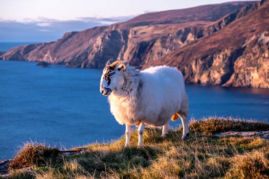 Schafbock kuckt versonnen aufs Meer, im irische Steilküste im Abendlicht