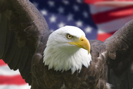 Weißkopfseeadler vor dem Hintergrund der US-amerikanischen Flagge
