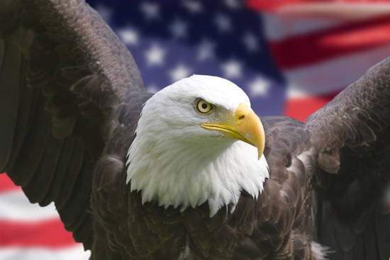 Weißkopfseeadler vor dem Hintergrund der US-amerikanischen Flagge